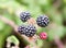 Close up of bramble fruit blackberries rubus fruticosus