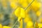 Close up bramch of yellow Sunn hemp flower