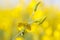 Close up bramch of yellow Sunn hemp flower