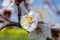 Close up of a branch of almond tree blossom flowers in nature