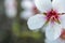 Close up of a branch of almond tree blossom flowers in nature