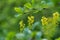 Close-up branch berberis vulgaris or european barberry. Yellow flowers.