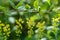 Close-up branch berberis vulgaris or european barberry. Yellow flowers.