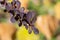Close-up branch berberis vulgaris purpleleaved or european barberry.