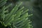 Close up of branch of evergreen coniferous tree Araucaria columnaris, the coral reef araucaria, Cook pine, New Caledonia pine,