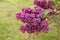 Close up of a branch of flowering  bush of violet four-lobed buds with green leaves common lilac in the background of green nature