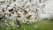 Close up branch of flowering tree of stone fruit cherries in early spring