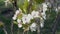 Close-up of a branch of a flowering tree that sways in the wind on a bright sunny day in spring. 4K.