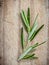 Close up branch of fresh rosemary for seasoning concept on rust