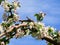 Close-up of a branch full of white apple tree flower