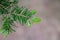 Close up of a branch of a Greek fir Abies cephalonica