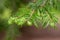 Close up of a branch of a Greek fir Abies cephalonica
