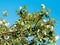 Close up of branch and green leaves, Balkan nature