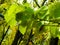 Close up of branch with green leaves. Balkan nature