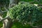 Close-up of branch Ilex Crenata Bonsai Japanese Holly Bonsai in stile Niwaki in Japanese courtyard. Opened landscape city park