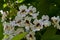 Close up of a branch of Indian bean tree or Catalpa bignonioides in bloom