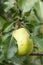 Close up of Branch of Juicy pears on tree