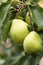 Close up of Branch of Juicy pears on tree