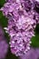 Close up on branch of Lilac blooming in the garden
