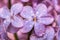 Close up of a branch of lilac with water drops. Macro of a purple spring flower