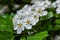 Close-up of a branch of midland hawthorn or crataegus laevigata with a blurred background photographed in the garden of herbs and