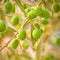 Close up of a branch of an olive tree