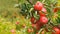 Close up of a branch of pink lady apples on a tree