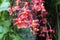 Close Up of a Branch of Pink Oncidium Orchid Flowers