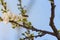 Close-up of branch with plum blossoms and a bee prostrate on a flower over clear blue sky. Spring background. Spring time and good