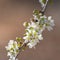 Close-up of branch with plum blossoms and a bee prostrate on a flower over clear blue sky. Typical spring background. Spring time