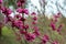 Close-up of a branch of purple cercis