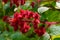 Close-up of a branch with red flowering fruits.