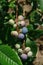 A close up of branch with ripening berries of highbush blueberry (Vaccinium corymbosum)