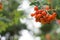 CLOSE UP OF A BRANCH OF ROWAN TREE ORANGE COLORED BERRIES IN AUTUMN WITH DEFOCUSED BACKGROUND