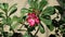 Close up of a branch similar to temple flower with one red flower and few buds