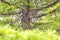 close-up branch and trunk of European silver fir, Abies alba