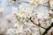 Close up of a branch with white cherry tree flowers in full bloom with blurred background in a garden in a sunny spring day, beaut