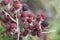 Close-up of a branch of wild blackberries