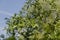 Close up of branch willow or salix alba with buds blossoming in springtime