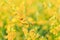 Close up branch of yellow Sunn hemp flower with field