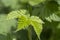 Close-up of branch with young leaves of blackberry bush growing in the garden in spring sunny day. Selective focus