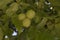 close-up: branches of common walnut with three green fruits