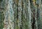 Close-up of branches and cones of Majestic Weeping Blue Atlas cedar