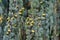 Close-up of branches and cones of Majestic Weeping Blue Atlas cedar Cedrus atlantica Glauca Pendula