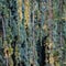 Close-up of branches and cones of Majestic Weeping Blue Atlas cedar Cedrus atlantica Glauca Pendula