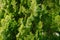 A close-up of the branches of an eastern thuja with blue ripening cones.