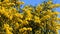 Close up of the branches of a false mimosa that glows with golden flowers in springtime and moves its branches in the wind