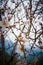 Close up of branches filled with almond blossoms