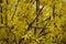 Close up of branches of forsythia covered with flowers