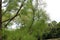 Close up of branches and leaves of a Pond Cypress tree in Wisconsin